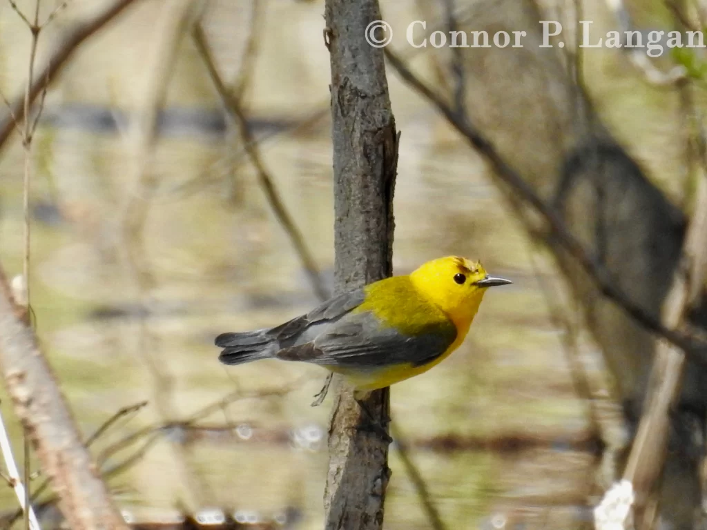 A Prothonotary Warbler perches in a flooded forest.