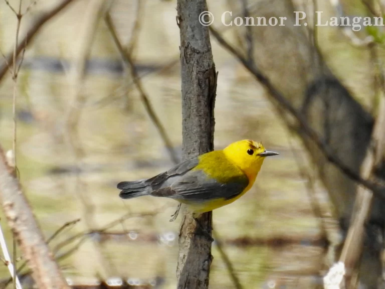 A Prothonotary Warbler perches in a flooded forest.