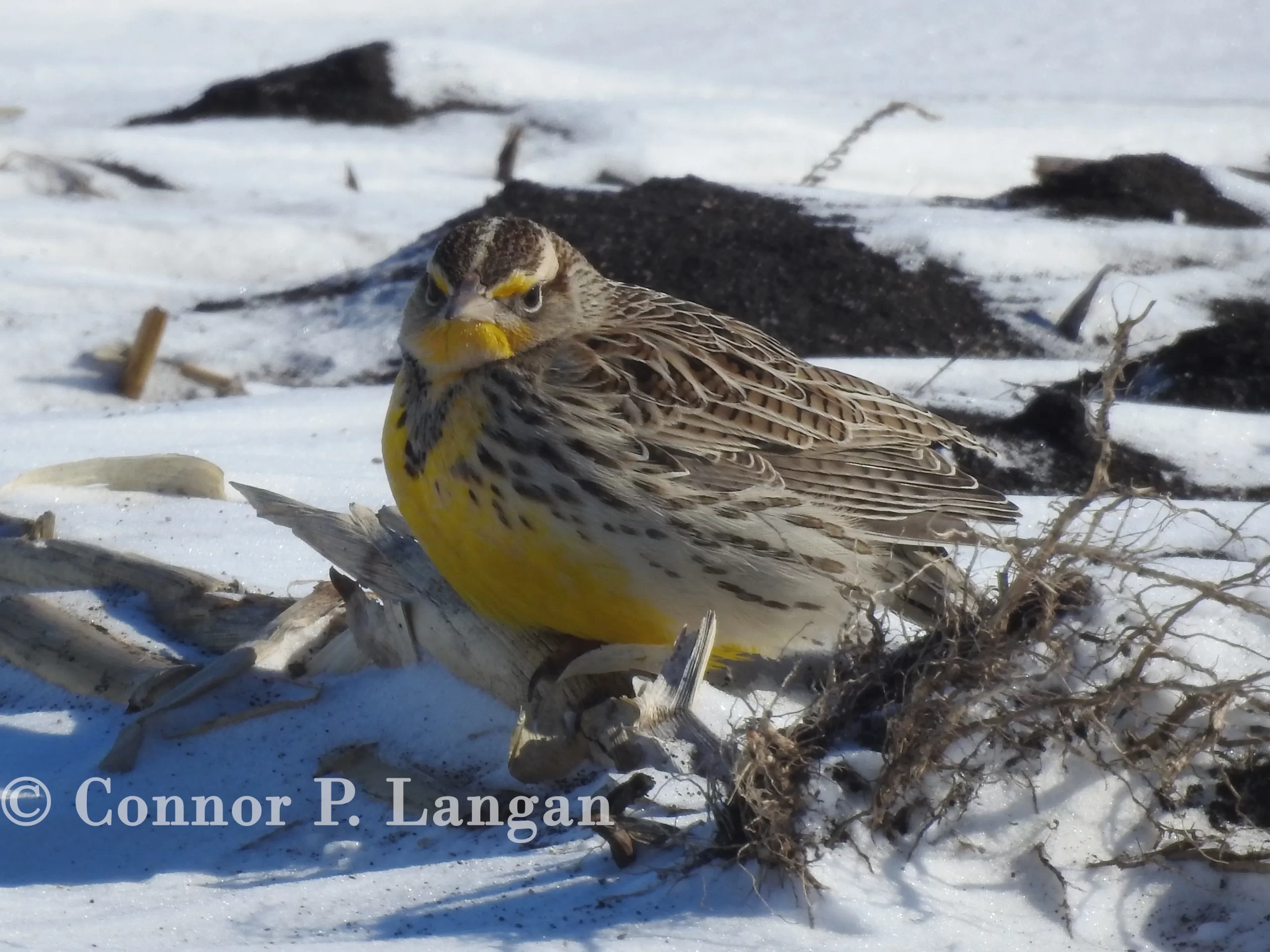 A Western Meadowlark sits in a cornfield covered in snow.