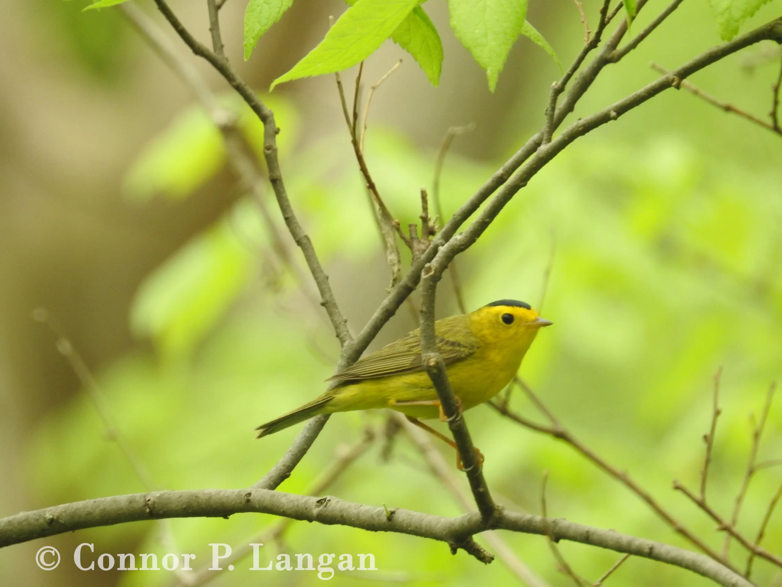 A Male Wilson's Warbler perches in a tree.