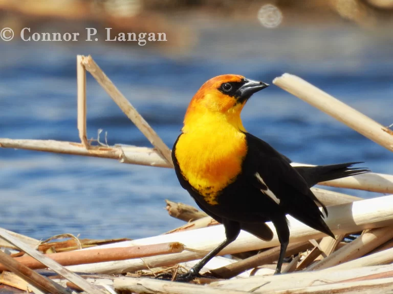 A male Yellow-headed Blackbird stands on a mat of reeds.