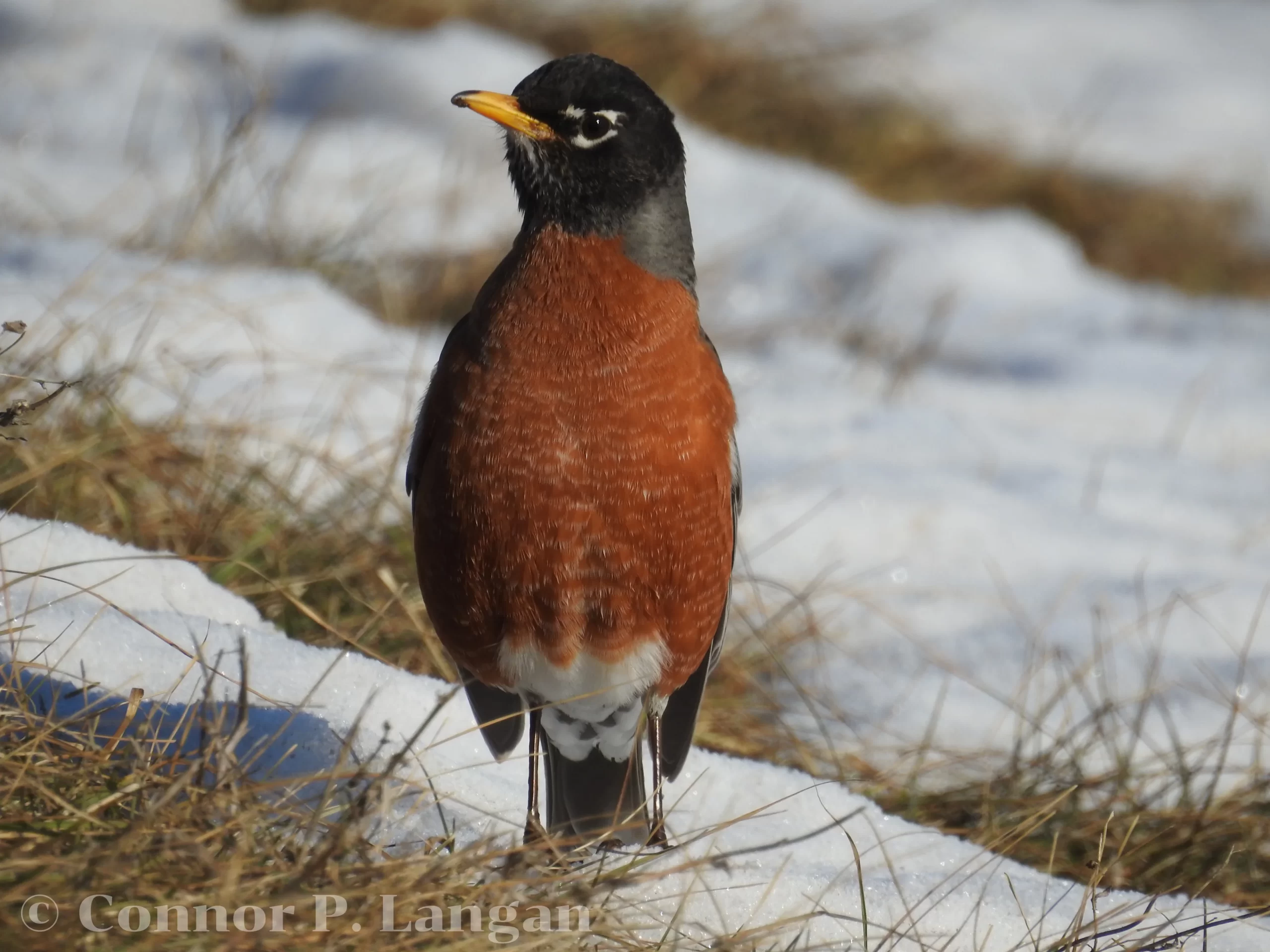 An American Robin stands amidst a snow-covered background.