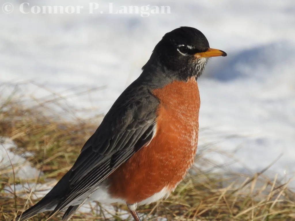 An American Robin searches for worms on a snowy spring day.