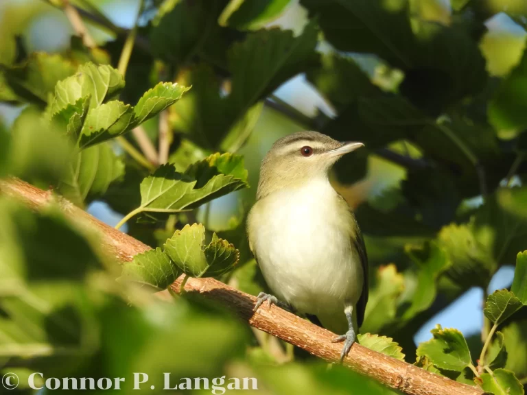 A Red-eyed Vireo sits in the sun as it perches in a shrub.