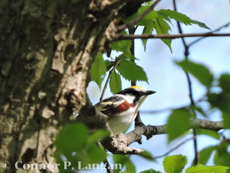 A Chestnut-sided Warbler peeks around a tree trunk.