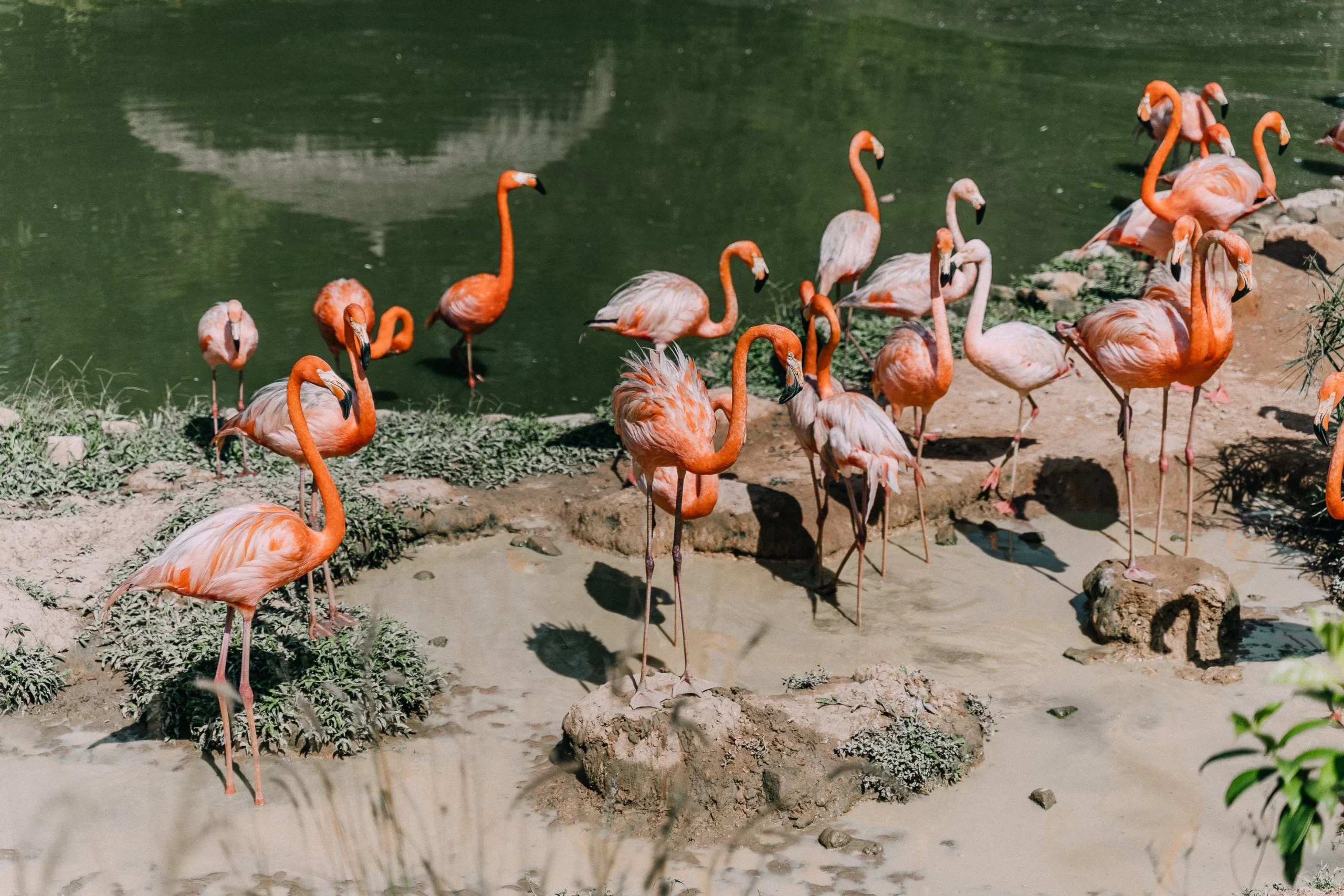A group of Flamingos stand on a sandy beach.