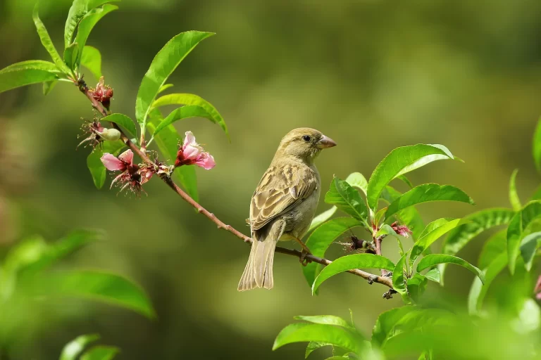 A female House Sparrow perches in a shrub with blossoms.