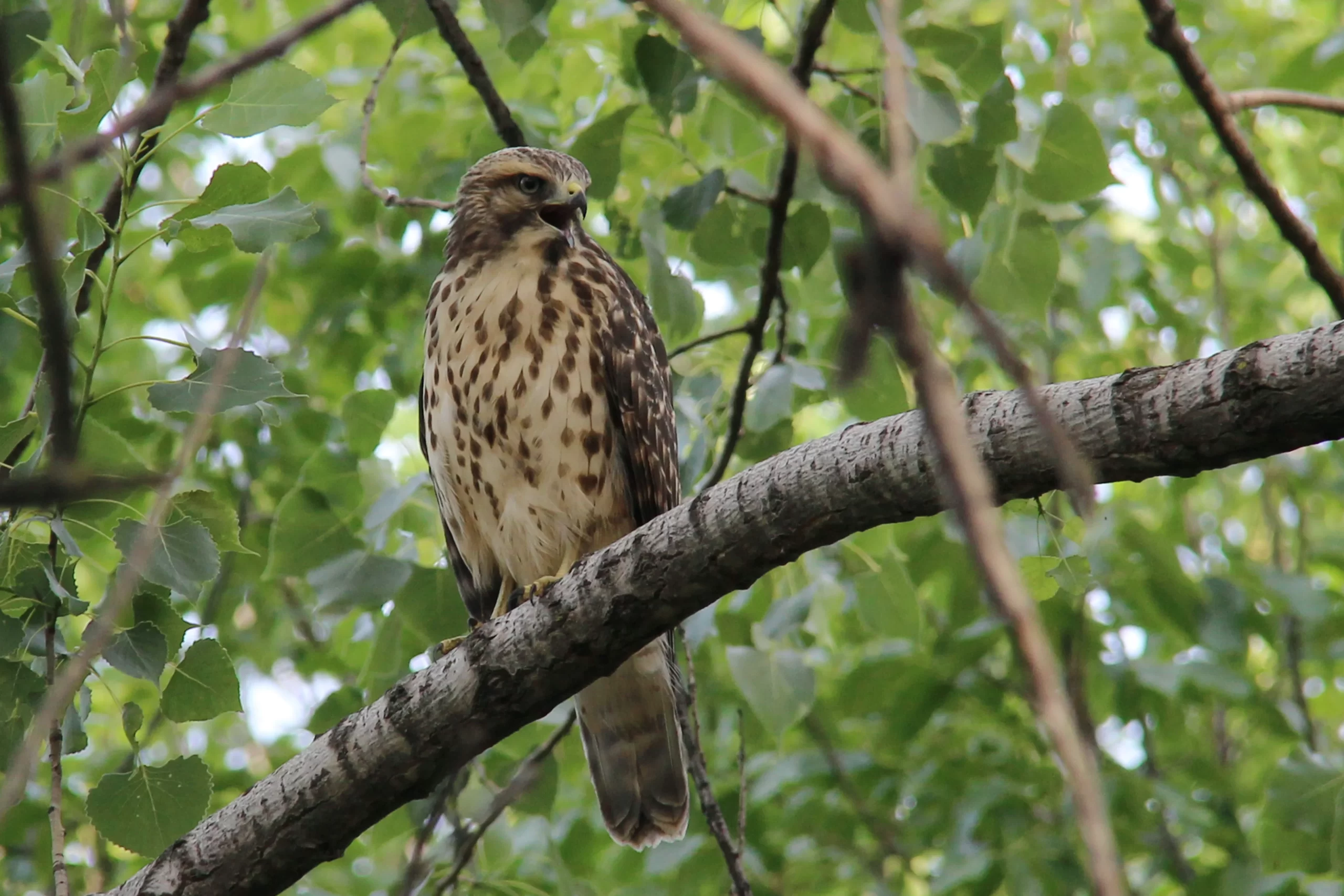 A young Broad-winged Hawk perches on a branch.