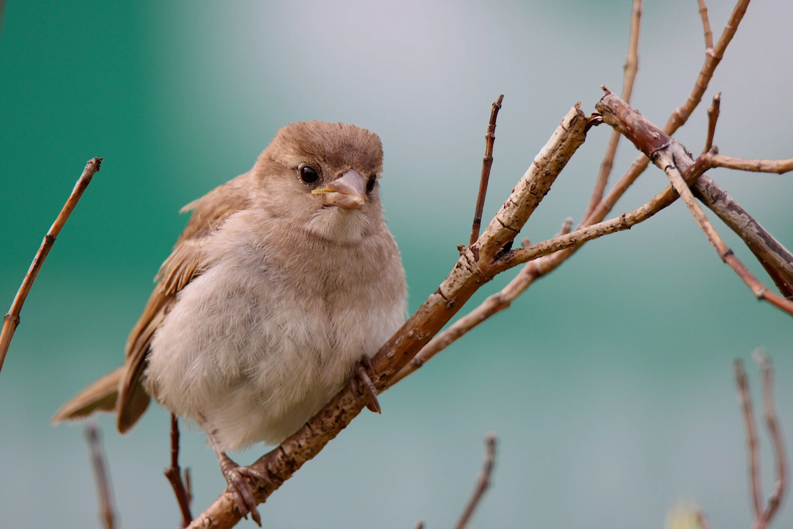 A female House Sparrow perches on a dead twig.