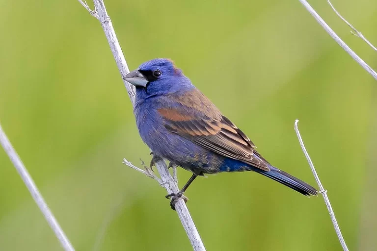 A male Blue Grosbeak perches on a plant.