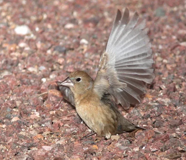 A female Blue Grosbeak flaps her wings.