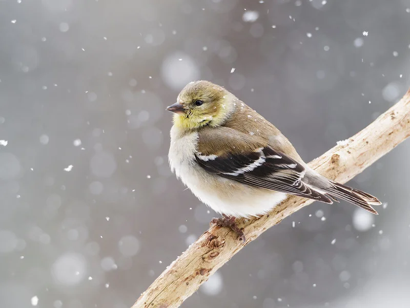 An American Goldfinch perches on a branch as snow falls down.