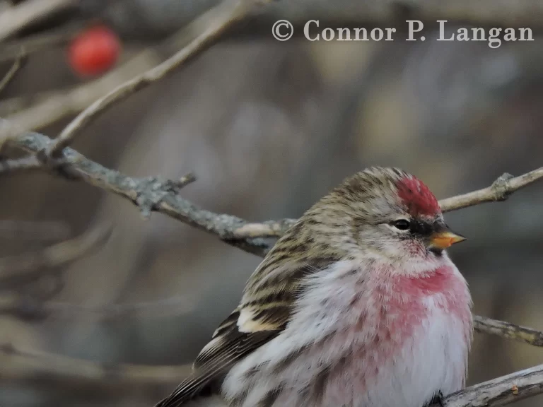 A male Common Redpoll perches in a honeysuckle shrub.