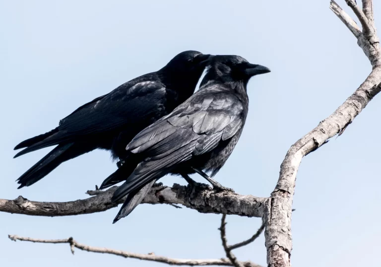 A pair of crows perch together in a tree. Many ask themselves, "Do crows mate for life?".