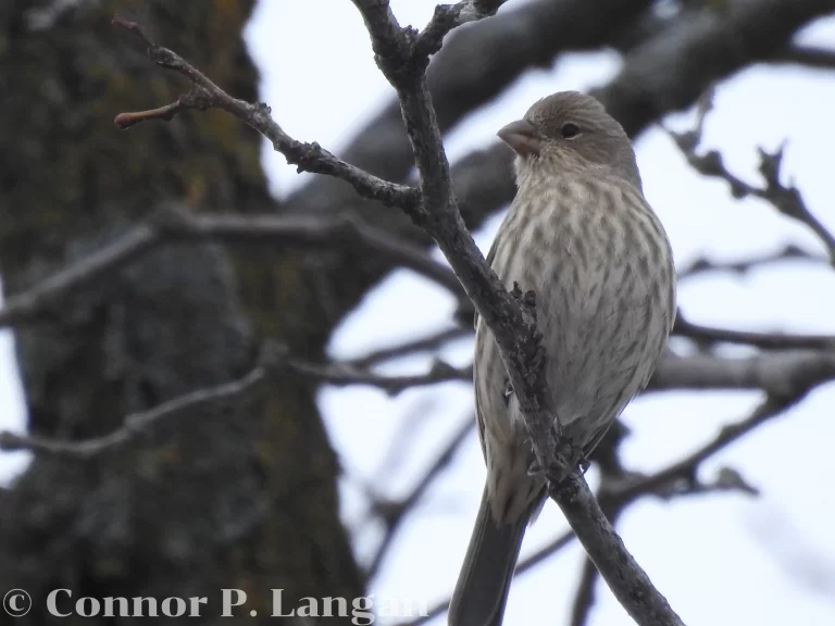 A female House Finch is attentive as she sits on a tree branch.