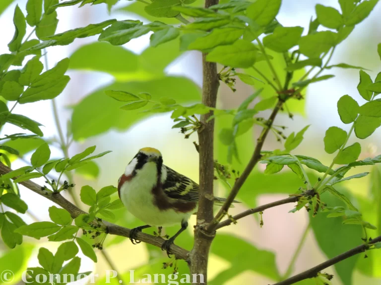 A male Chestnut-sided Warbler forages in a tree during spring.