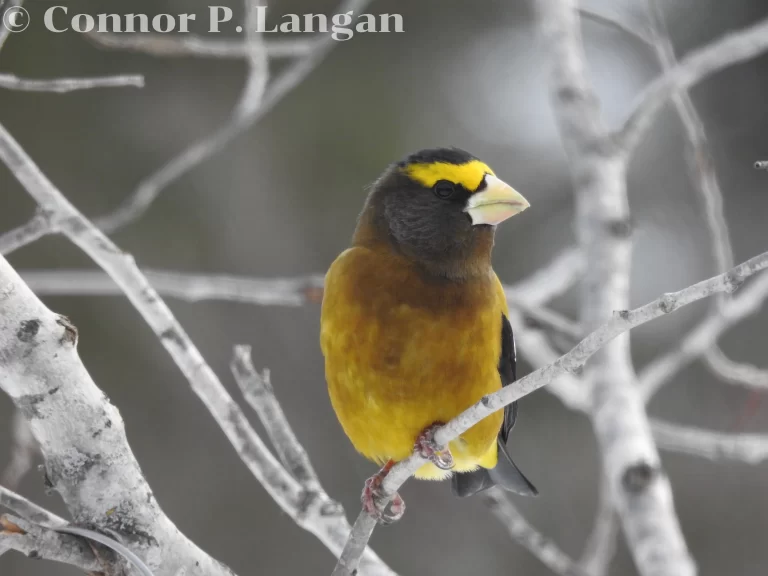 A male Evening Grosbeak perches on the branch of a young tree.