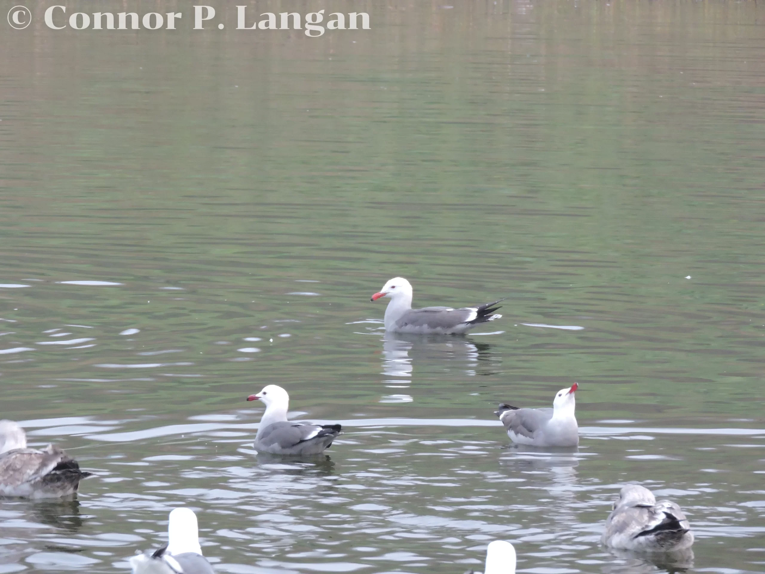 Heerman's Gulls float and drink from a freshwater pond.
