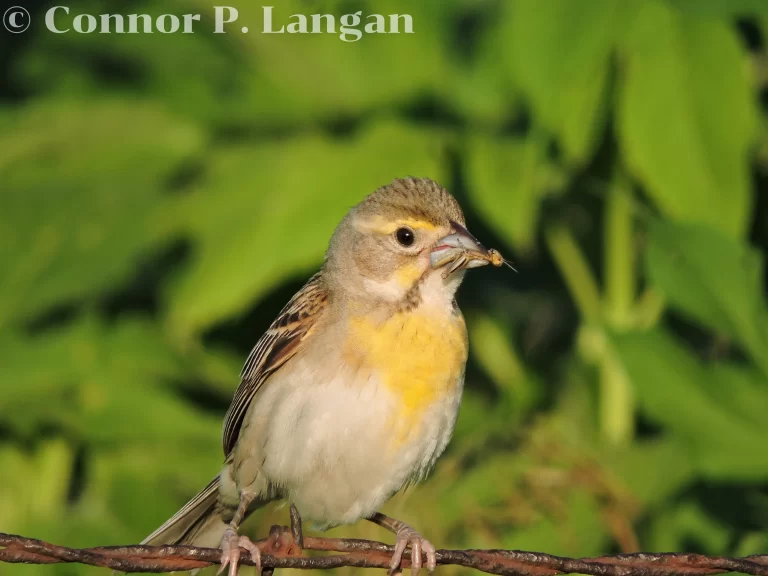 A female Dickcissel stands on a barbed wire fence while holding a grasshopper in her bill.