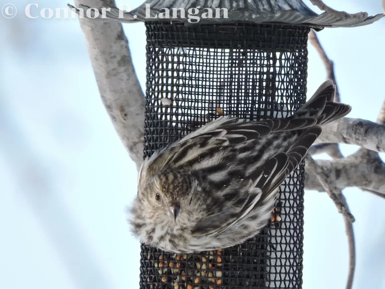 A Pine Siskin feeds on thistle and other seeds from a feeder during winter.