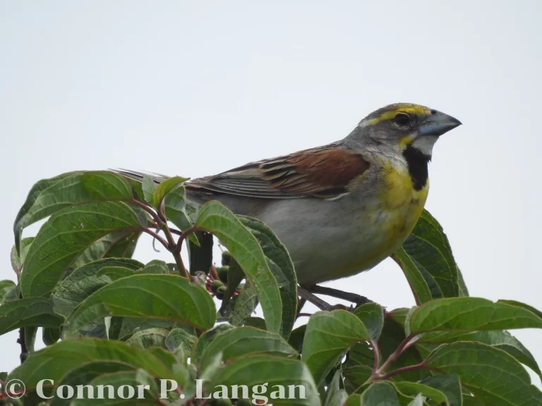 A male Dickcissel perches atop a shrub.