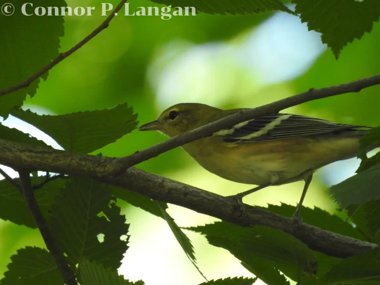 A nonbreeding male Bay-breasted Warbler hides in a shrub during fall.