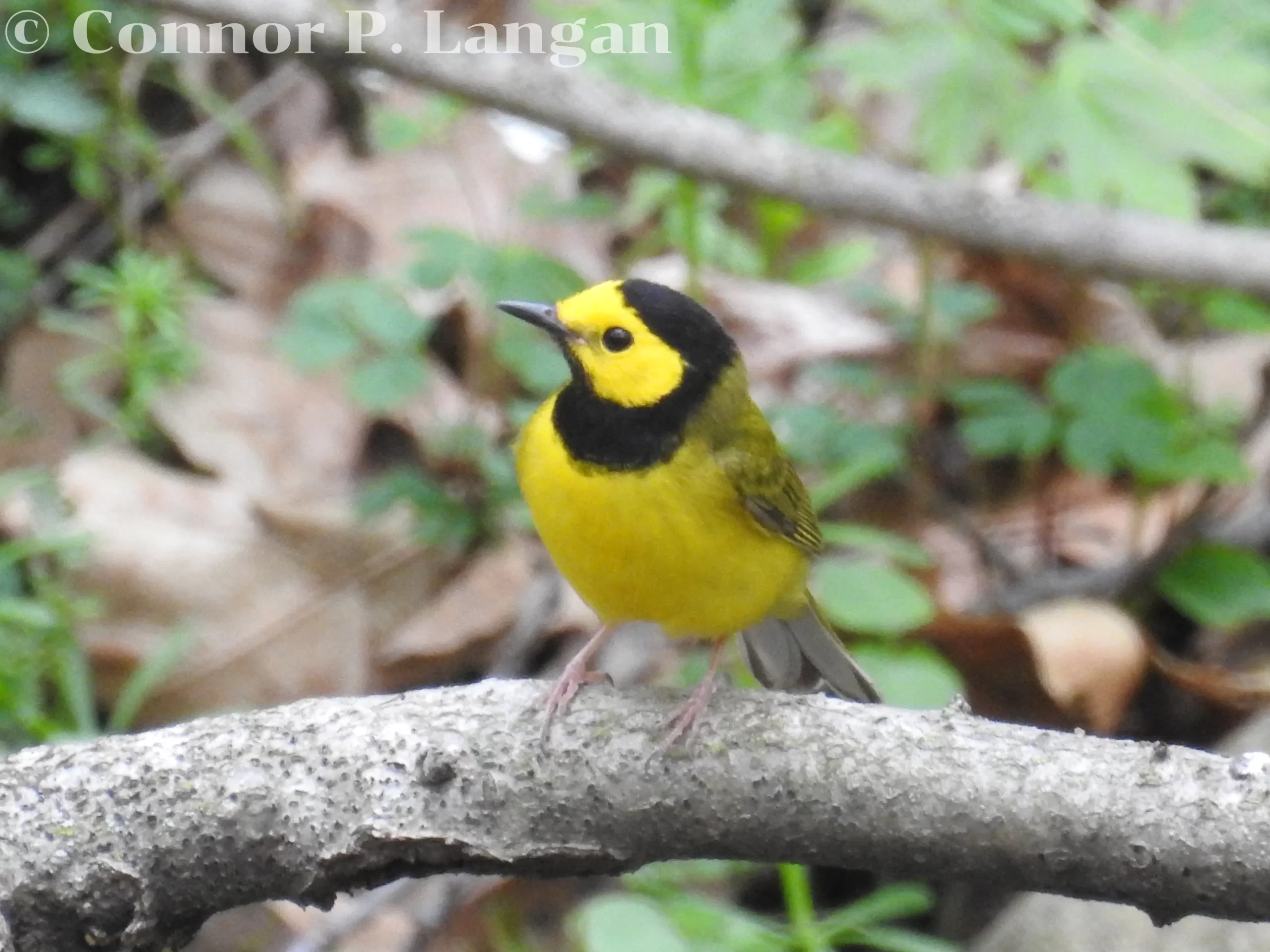 A male Hooded Warbler stands on a branch that spans across a ravine.