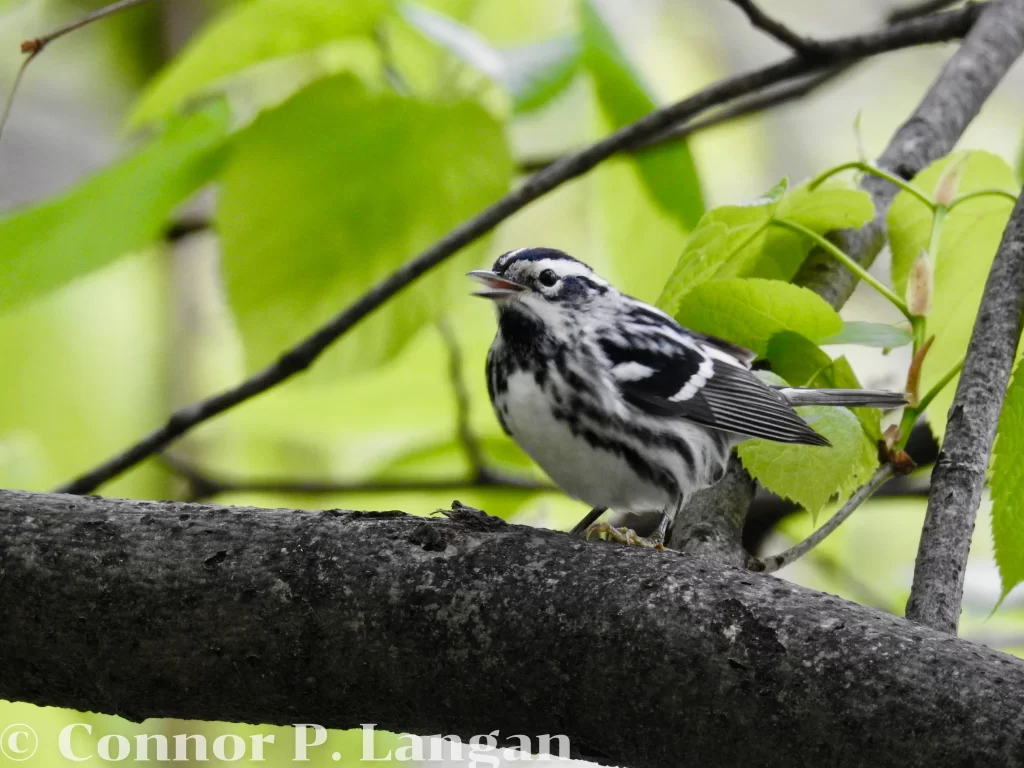 A male Black-and-White Warbler sings from a branch during spring migration.