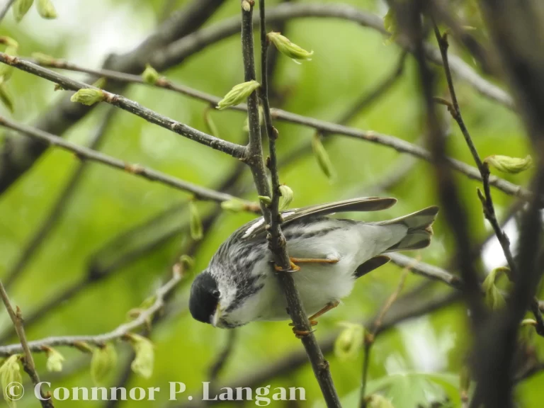 A male Blackpoll Warbler dangles sideways on a branch during spring migration.