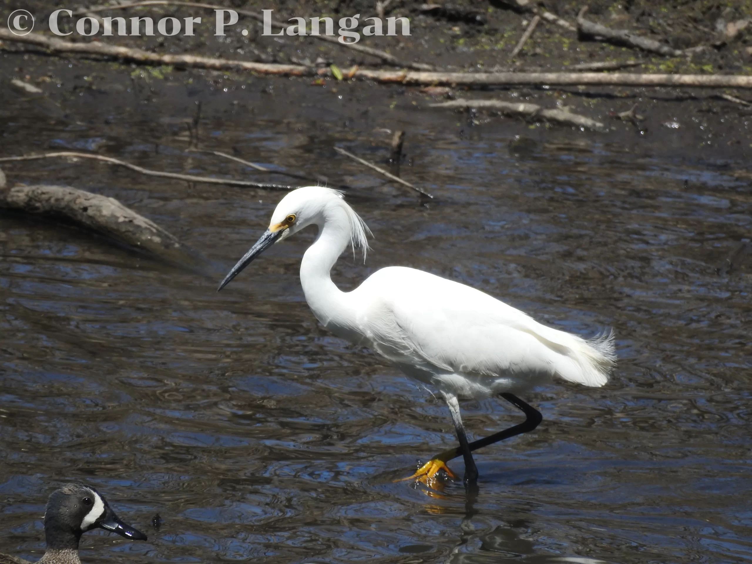 A Snowy Egret forages in a pond as a male Blue-winged Teal enters the image in the bottom left corner.