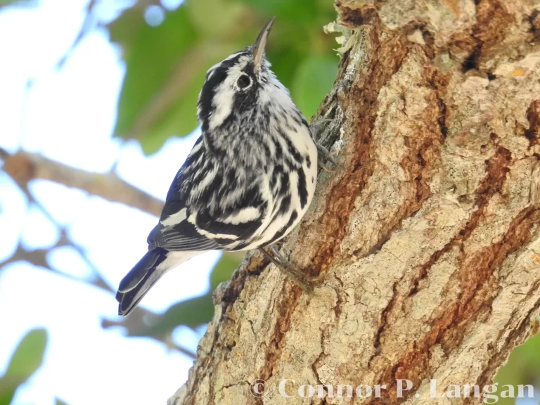 A male Black-and-white Warbler climbs up a tree.