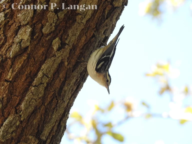 A female Black-and-white Warbler climbs down a tree.