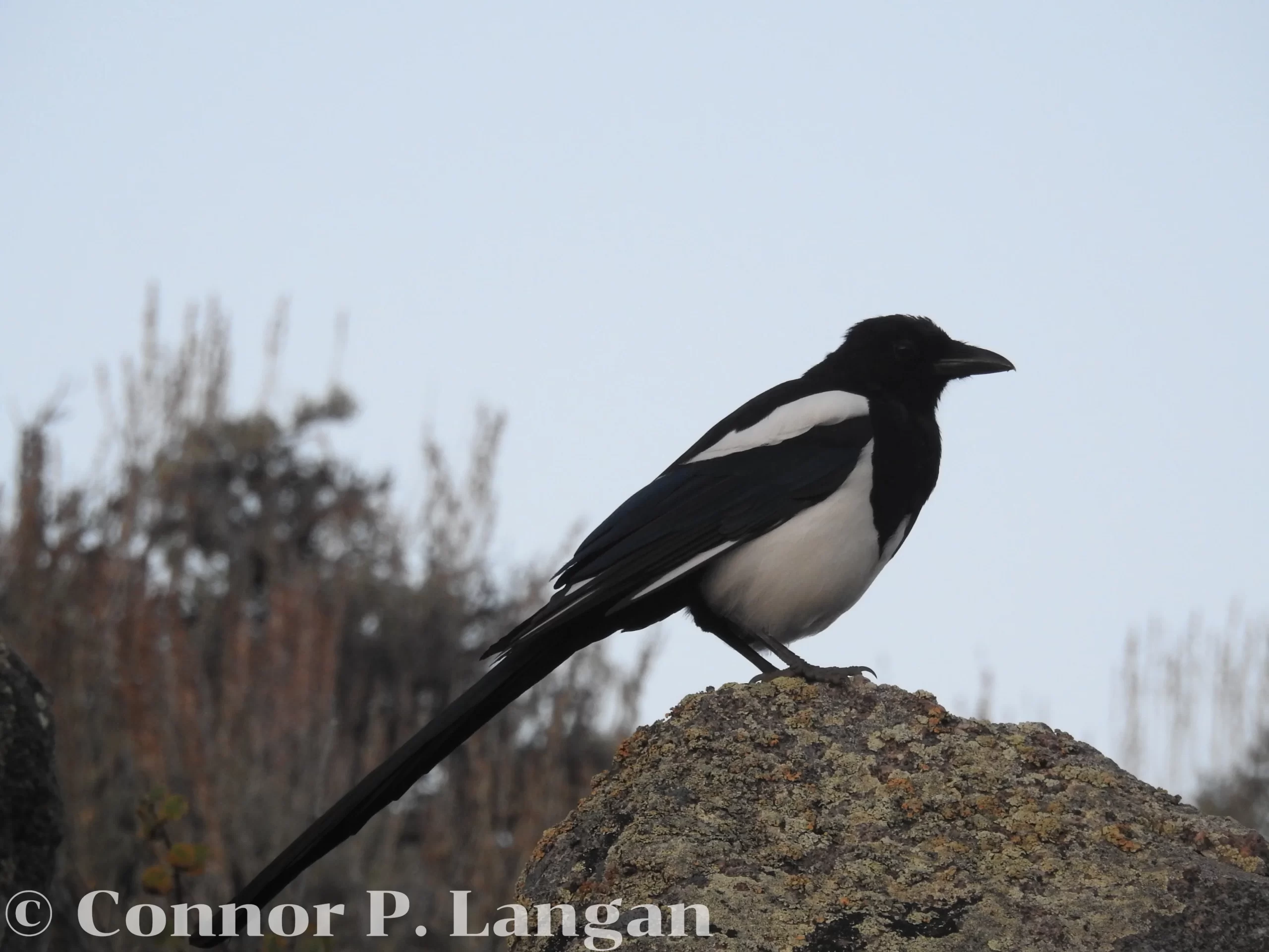 A Black-billed Magpie cautiously checks its surroundings from atop a rock.