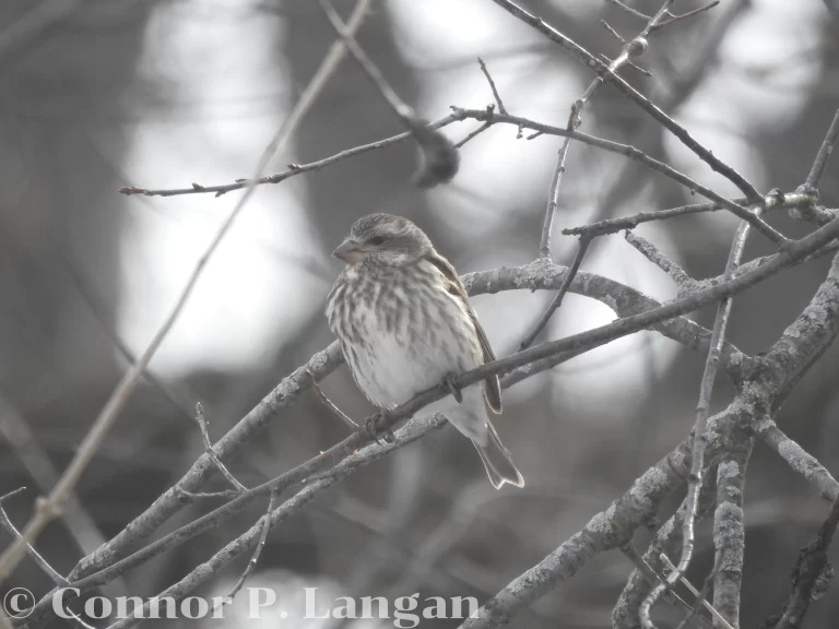 A female Purple Finch rests on a branch during the winter.