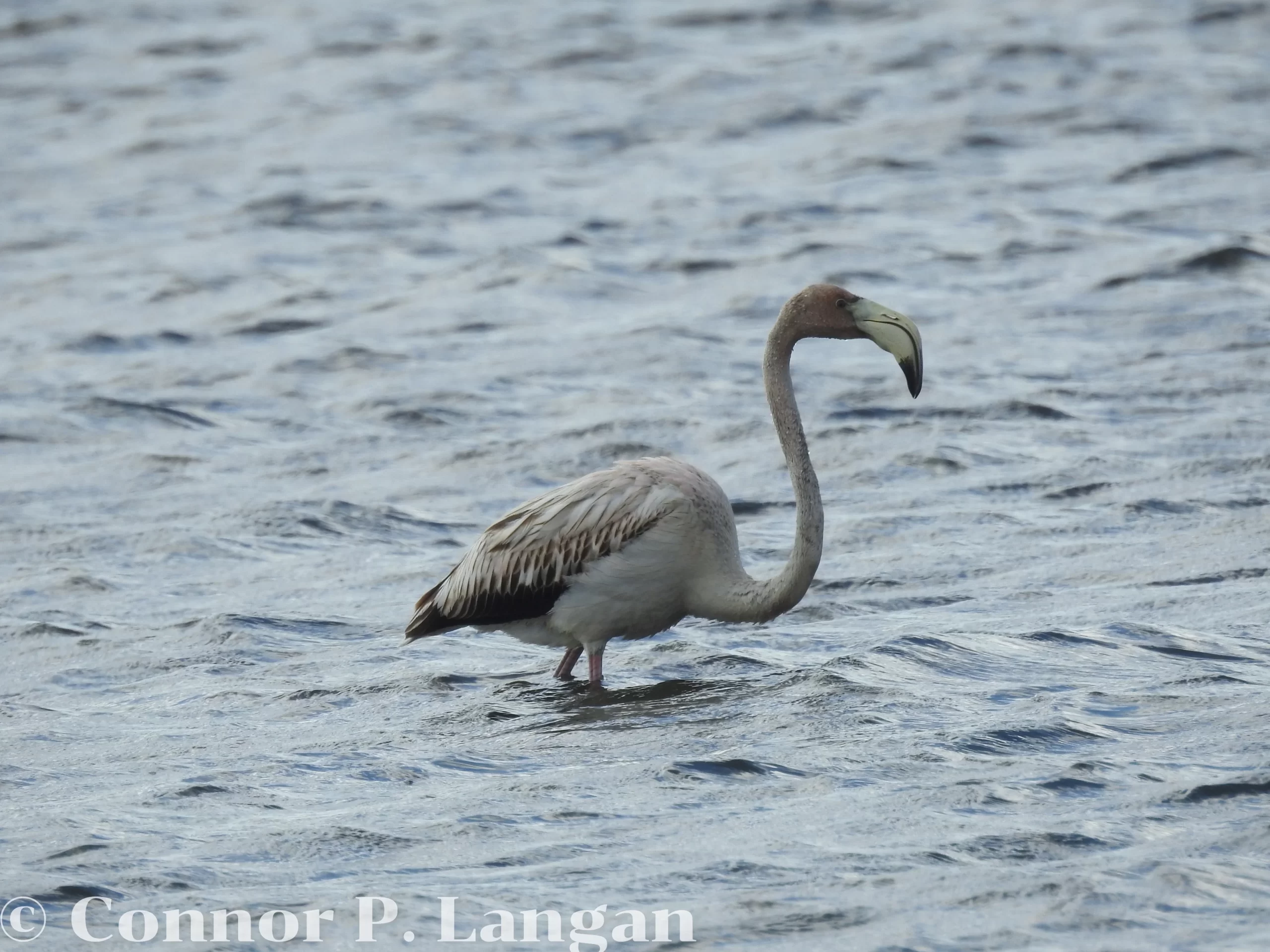 An immature American Flamingo stands in a lake.