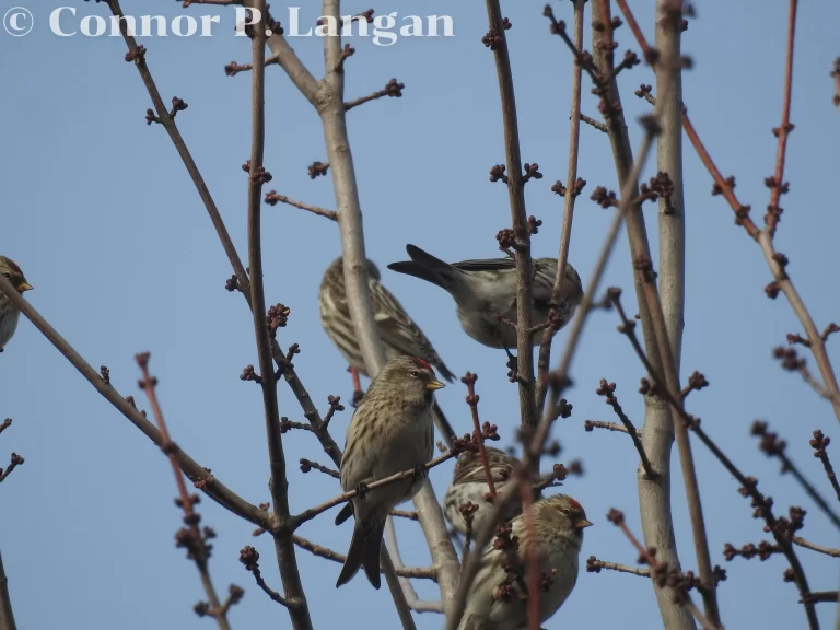 A group of Common Redpolls forage in a tree during winter.