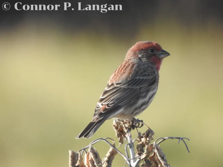 A male House Finch perches on a dying weed.