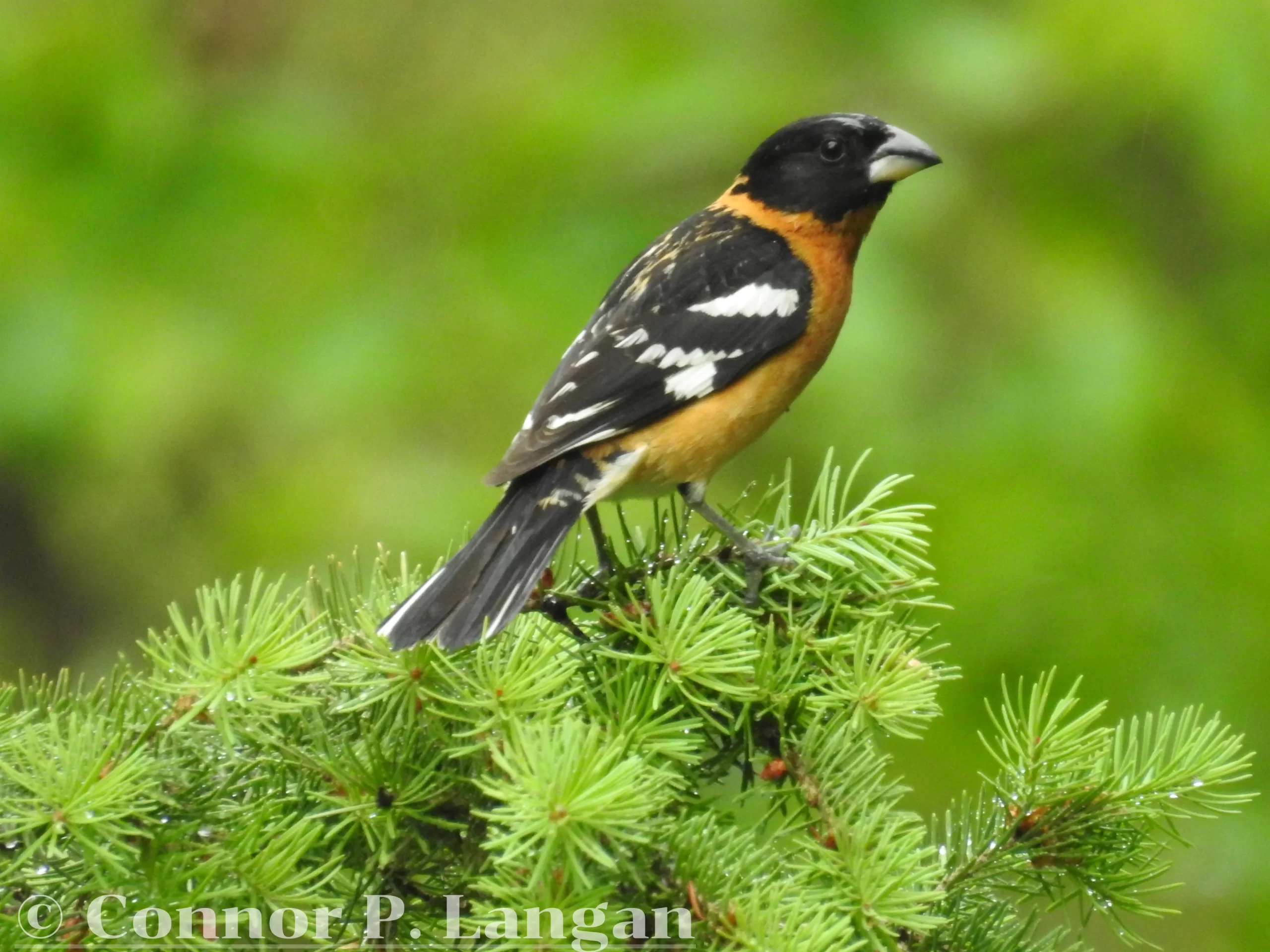 A male Black-headed Grosbeak perches on a young pine tree.