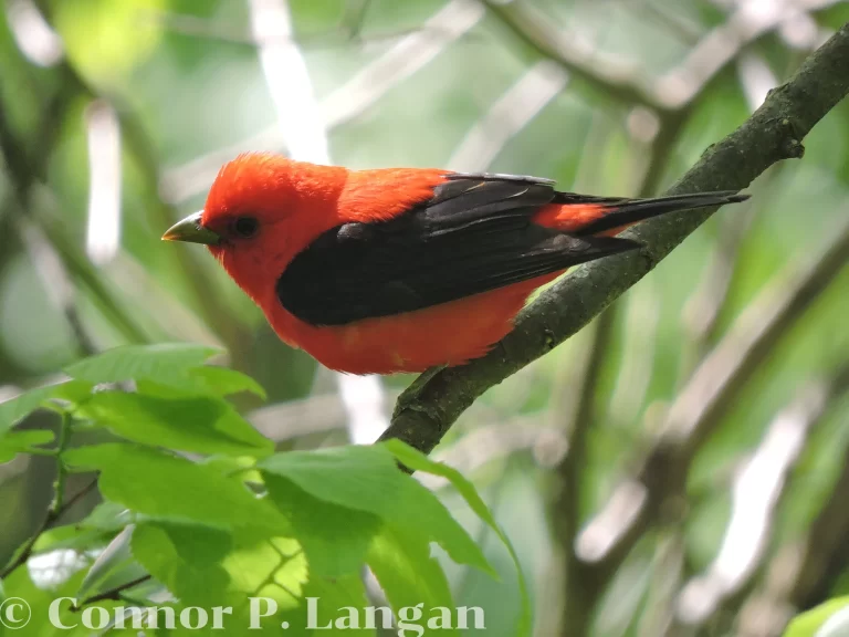 A male Scarlet Tanager searches for a meal while perched on a branch.