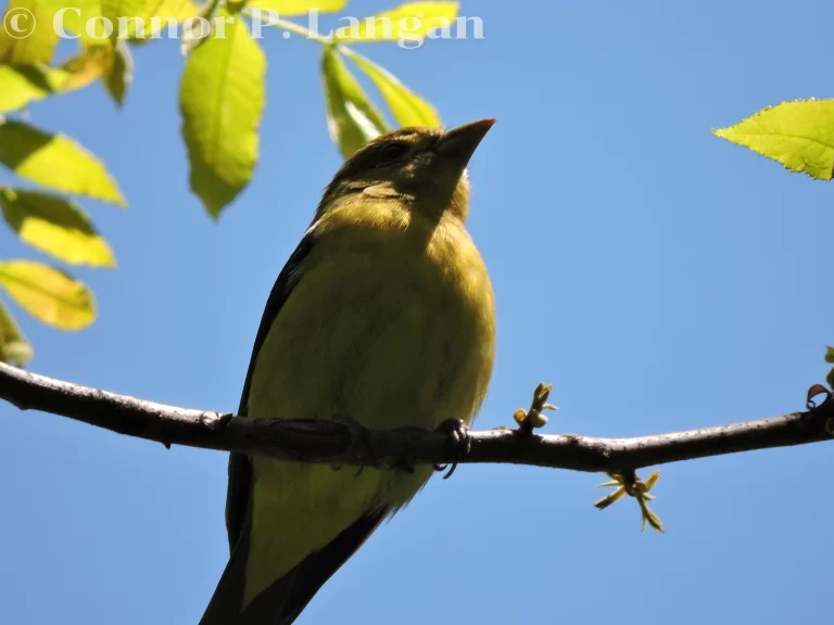 A female Scarlet Tanager surveys the tree canopy.