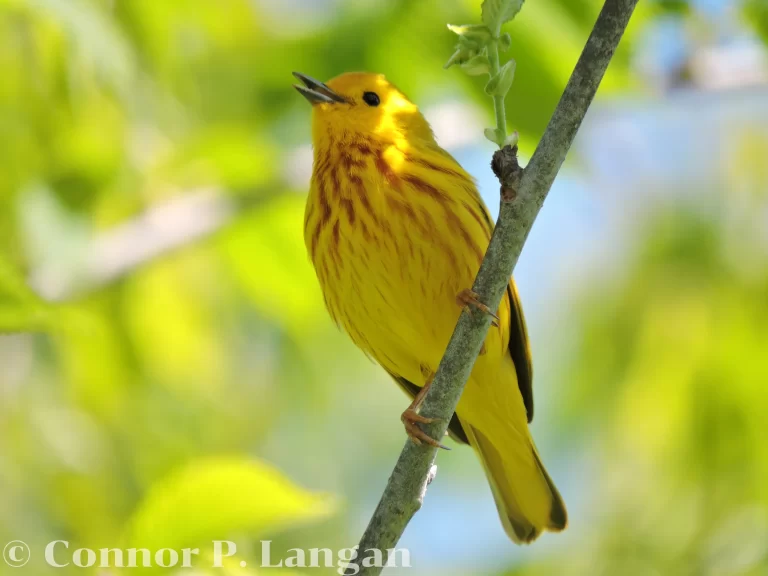 A male Yellow Warbler sings from a young tree.