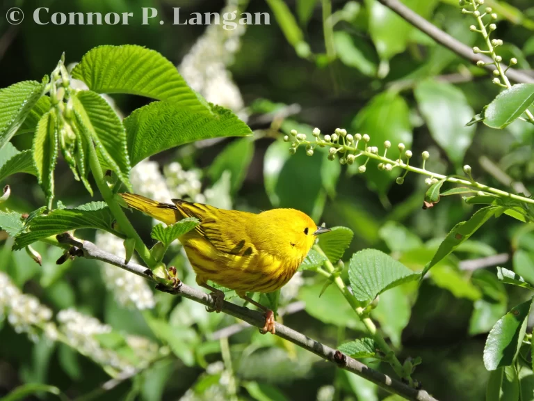 A male Yellow Warbler forages for insects.