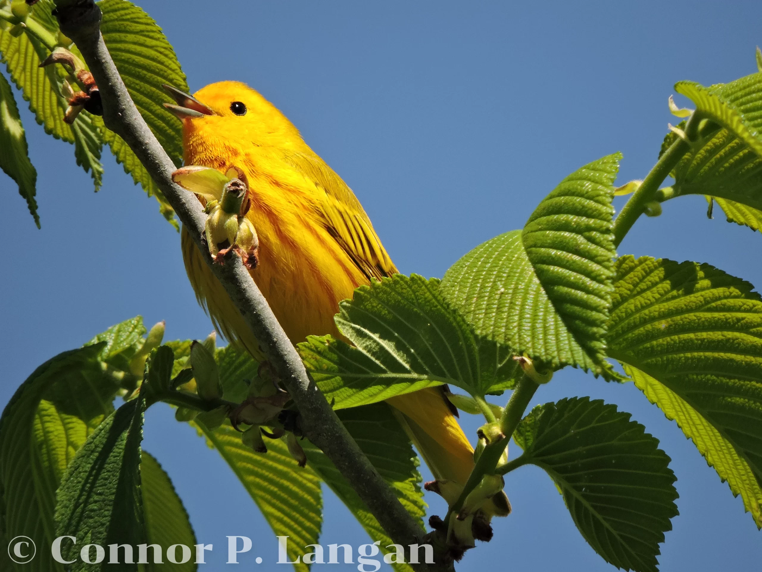 A male Yellow Warbler sings from a sunny location in a young tree.