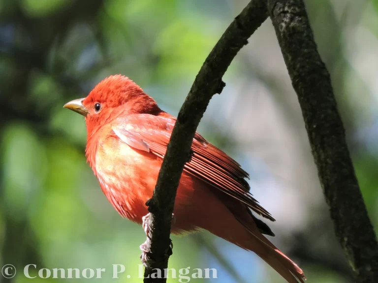 A male Summer Tanager looks for insects.