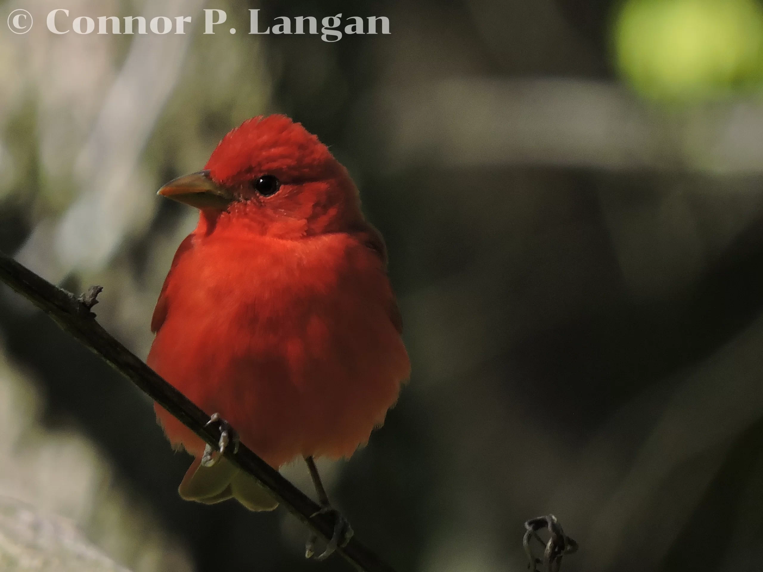 A male Summer Tanager perches in a dim forest.