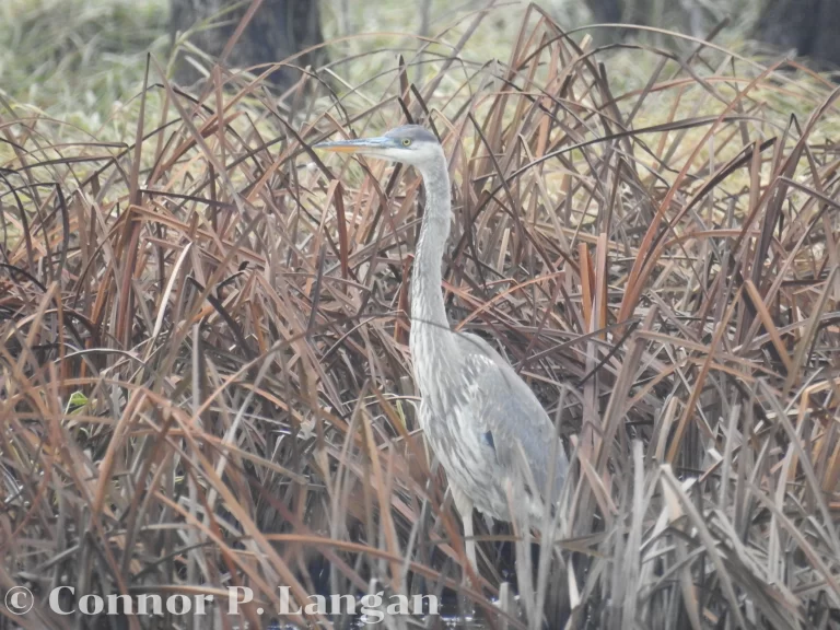 Distinguishing between a crane vs. heron can be challenging. This Great Blue Heron inhabits many of the same habitats as cranes.