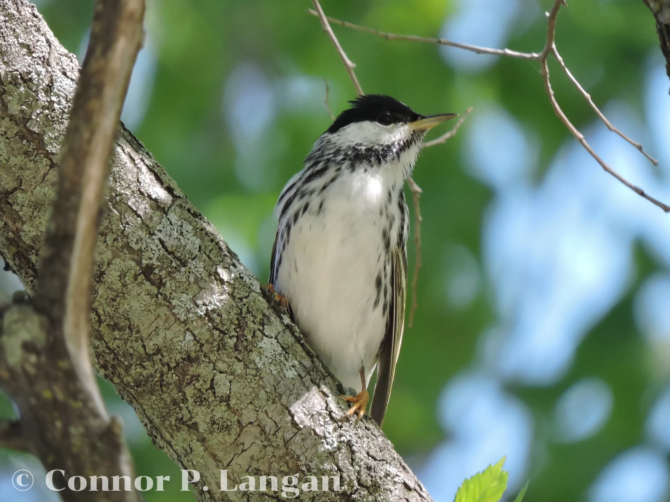 A male Blackpoll Warbler perches on a small tree trunk.