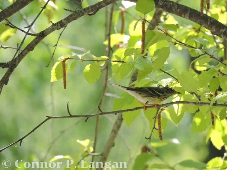 A female Blackpoll Warbler forages in a tree.