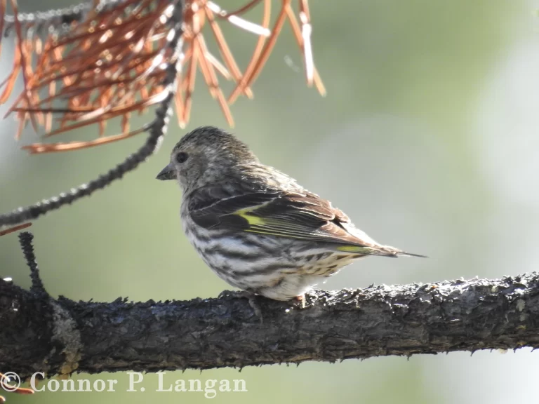 A Pine Siskin rests in a pine tree.