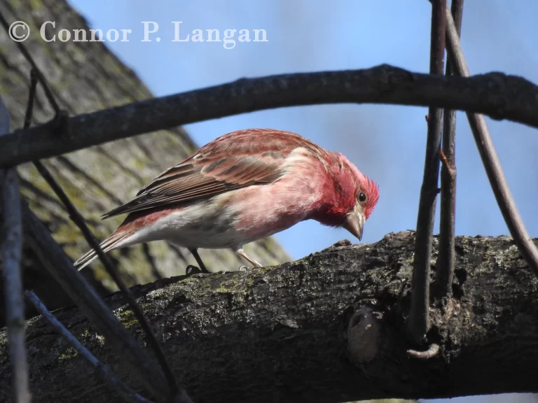 A male Purple Finch scans the ground below from the safety of a tree branch.